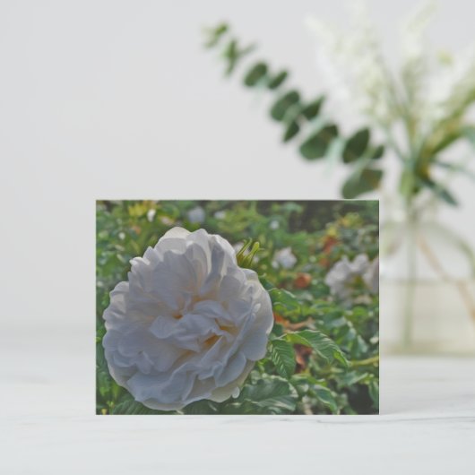 Witte roos briefkaart (Staand voorkant)