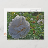 Witte roos briefkaart (Voorkant / Achterkant)