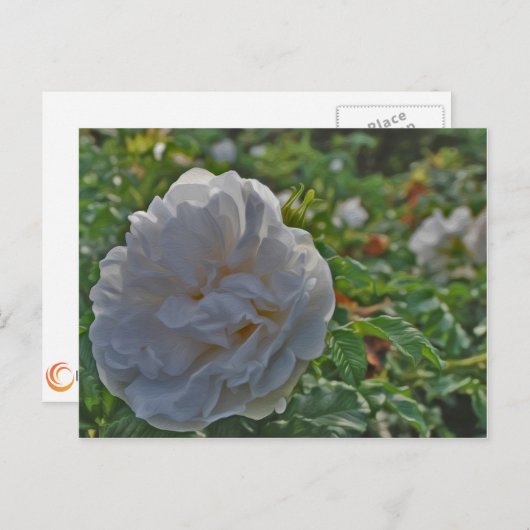 Witte roos briefkaart (Voorkant / Achterkant)