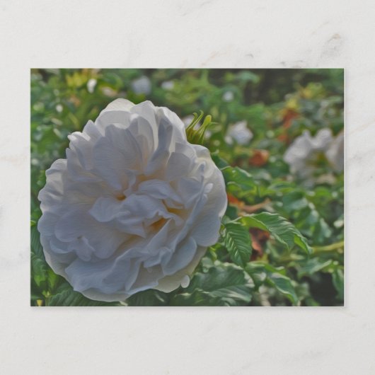 Witte roos briefkaart (Voorkant)