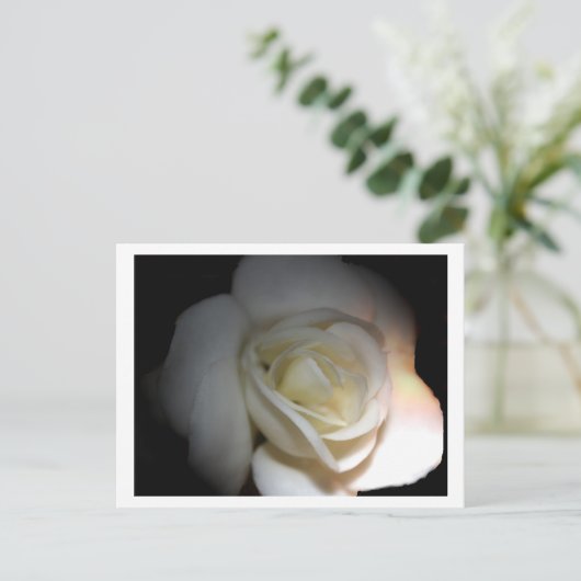witte roos briefkaart (Staand voorkant)