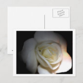 witte roos briefkaart (Voorkant / Achterkant)