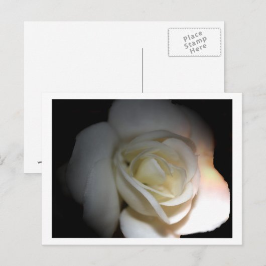witte roos briefkaart (Voorkant / Achterkant)