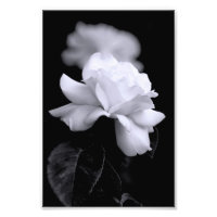 Witte Roos