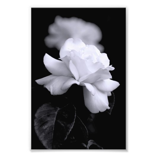 Witte Roos Foto Afdruk (Voorkant)
