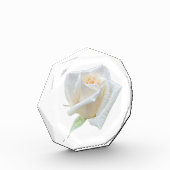 Witte Roos Fotoblokken (Links)