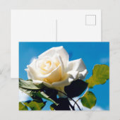 Witte roos - Het feestleven Briefkaart (Voorkant / Achterkant)