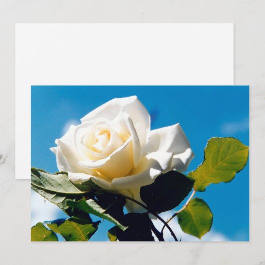 Witte roos - Het feestleven Feestdagenkaart (Voorkant / Achterkant)