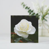 Witte roos kaart (Staand voorkant)