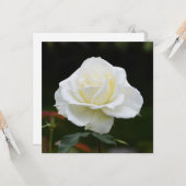 Witte roos kaart (Voorkant / Achterkant in situ)
