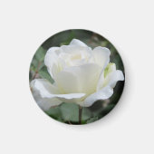 Witte Roos Magneet (Voorkant)