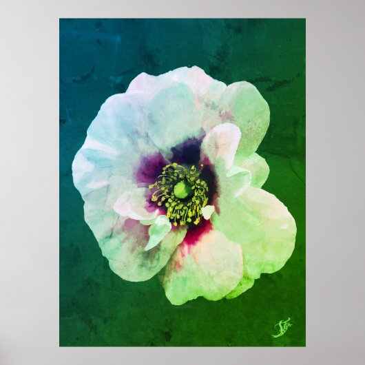 Witte Roos met donker hart - olieverf Poster (Voorkant)