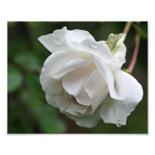 Witte Roos Met Regendruppels Bloemen 8x10 Foto Afdruk
