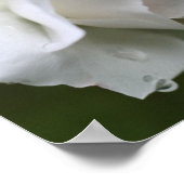 Witte roos met regendruppels bloemenspiegel Abstra Poster (Hoek)