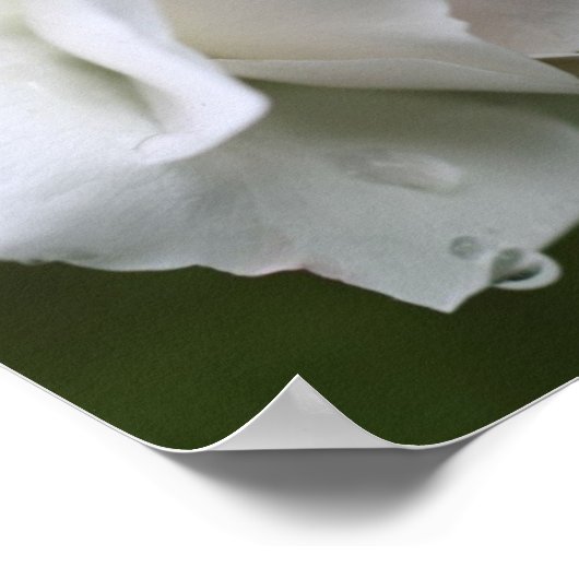 Witte roos met regendruppels bloemenspiegel Abstra Poster (Hoek)
