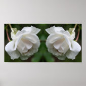 Witte roos met regendruppels bloemenspiegel Abstra Poster (Voorkant)