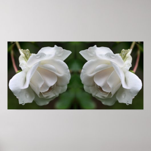 Witte roos met regendruppels bloemenspiegel Abstra Poster (Voorkant)