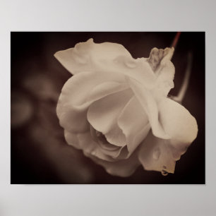 Witte Roos Met Regendruppels In Vintage Sepia Poster