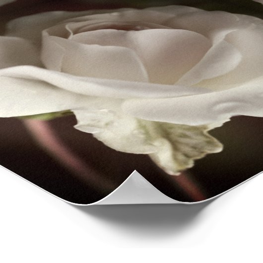 Witte roos met regendruppels Spiegel Abstract  Poster (Hoek)