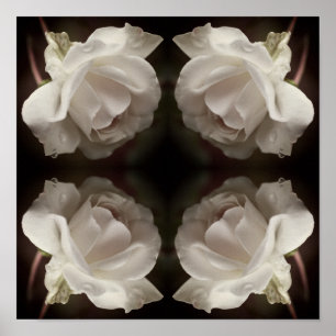 Witte roos met regendruppels Spiegel Abstract  Poster
