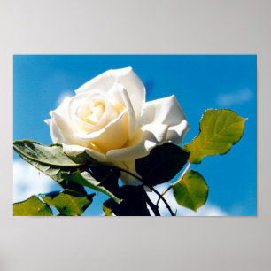 Witte roos onder blauw poster