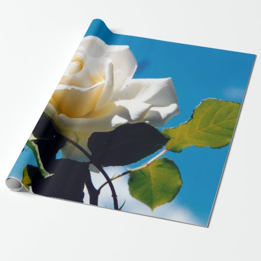 Witte roos onder blauwe hemel cadeaupapier (Uitgerold)