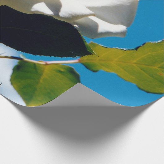 Witte roos onder blauwe hemel cadeaupapier (Hoek)