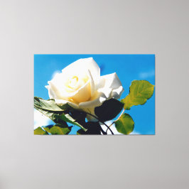 Witte roos onder blauwe hemel canvas afdruk