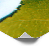 Witte roos onder blauwe hemel poster (Hoek)