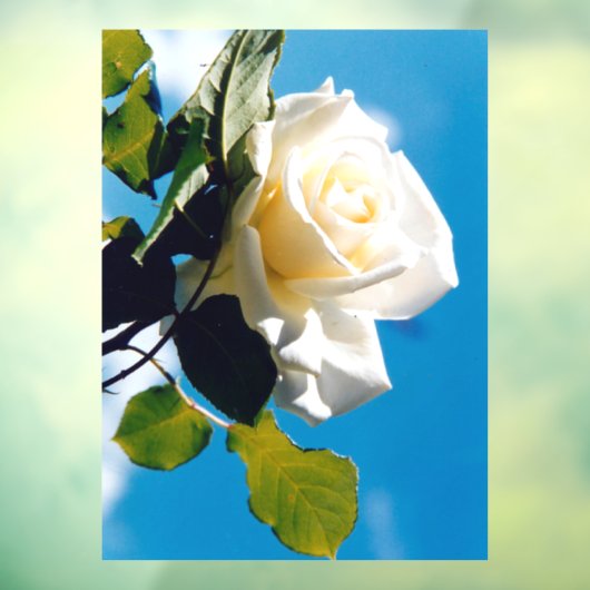 Witte roos onder blauwe hemel raamsticker (Vel 3)