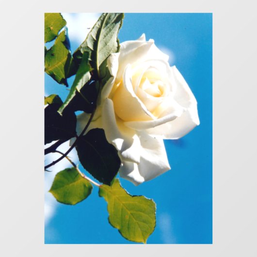 Witte roos onder blauwe hemel raamsticker (Vel)