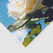 Witte roos onder blauwe hemel tissuepapier (Detail)