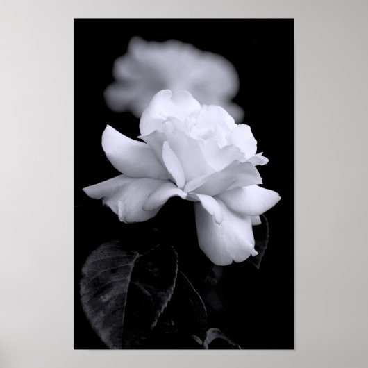Witte Roos Poster (Voorkant)