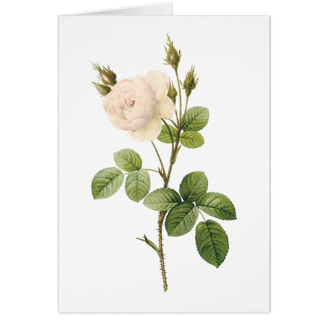 witte roos (Rosa campanulata alba) van Redouté (Voorkant)