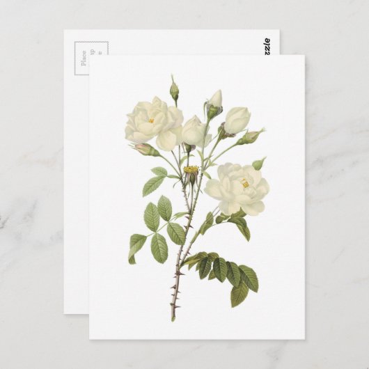 witte roos (Rosa campanulata alba) van Redouté Briefkaart (Voorkant / Achterkant)
