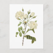 witte roos (Rosa campanulata alba) van Redouté Briefkaart (Voorkant)