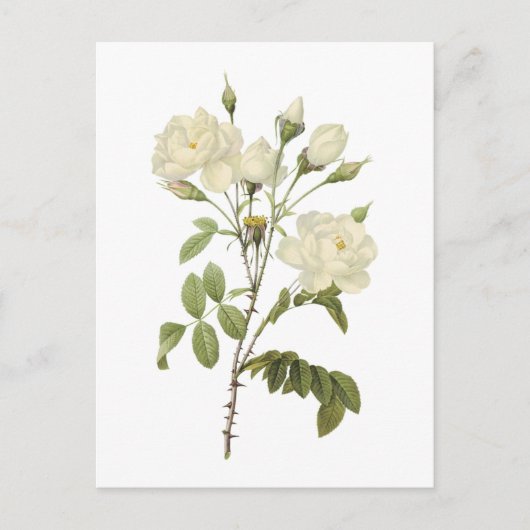 witte roos (Rosa campanulata alba) van Redouté Briefkaart (Voorkant)