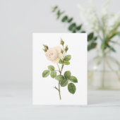 witte roos (Rosa campanulata alba) van Redouté Briefkaart (Staand voorkant)