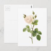 witte roos (Rosa campanulata alba) van Redouté Briefkaart (Voorkant / Achterkant)