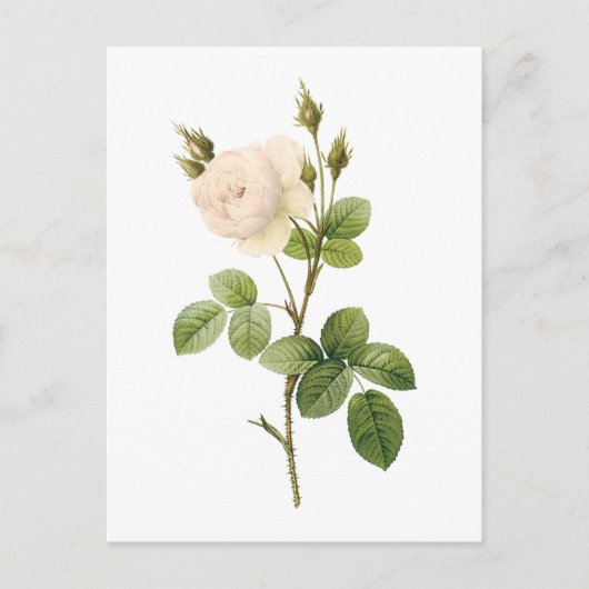 witte roos (Rosa campanulata alba) van Redouté Briefkaart (Voorkant)