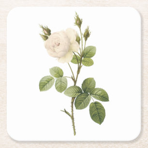 witte roos (Rosa campanulata alba) van Redouté Kartonnen Onderzetters