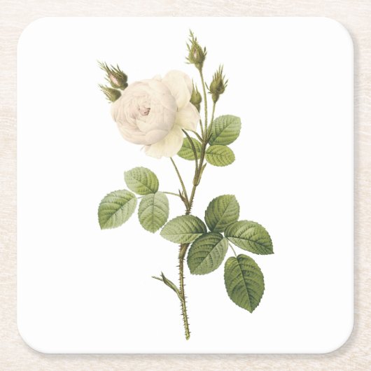 witte roos (Rosa campanulata alba) van Redouté Kartonnen Onderzetters (Voorkant)