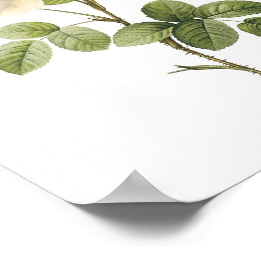 witte roos (Rosa campanulata alba) van Redouté Poster (Hoek)