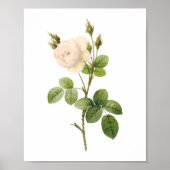 witte roos (Rosa campanulata alba) van Redouté Poster (Voorkant)