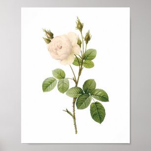 witte roos (Rosa campanulata alba) van Redouté Poster