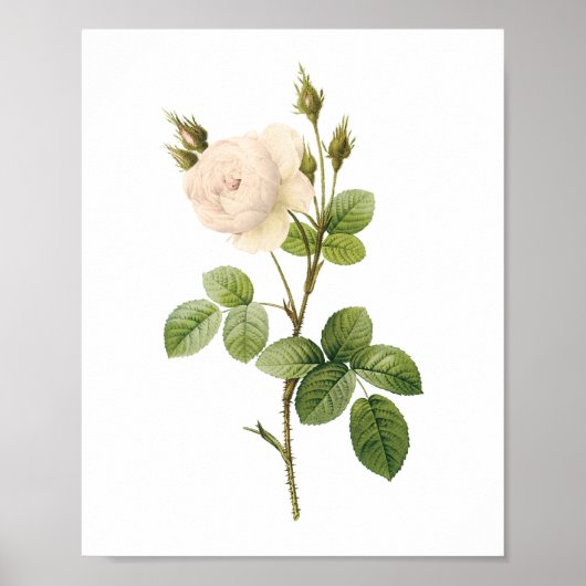 witte roos (Rosa campanulata alba) van Redouté Poster (Voorkant)