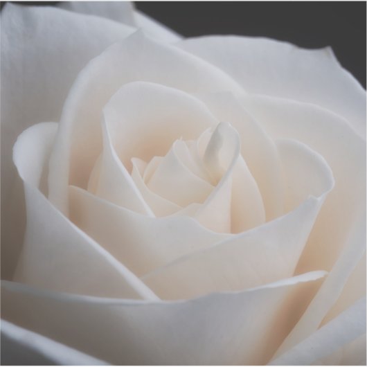 witte roos sticker (Voorkant)