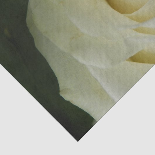 Witte Roos Tissuepapier (Detail)