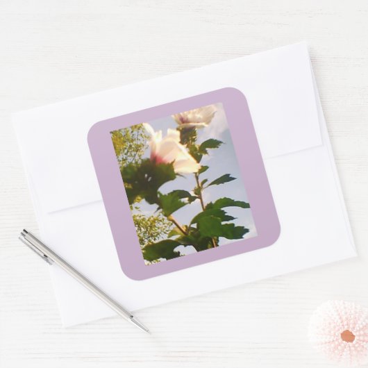 Witte Roos Vierkante Sticker (Envelop)