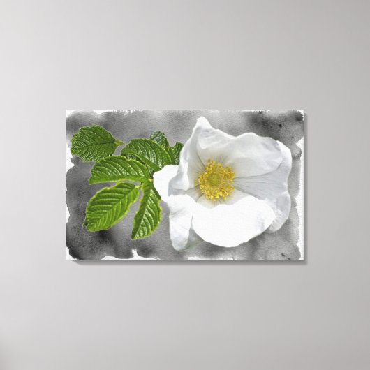 Witte Roos Wilde bloem Canvas Afdruk (Voorkant)